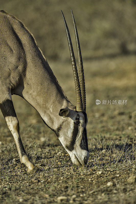 东非大羚羊(oryx beisa)，又称beisa，是一种来自东非的羚羊。肯尼亚桑布鲁国家保护区。